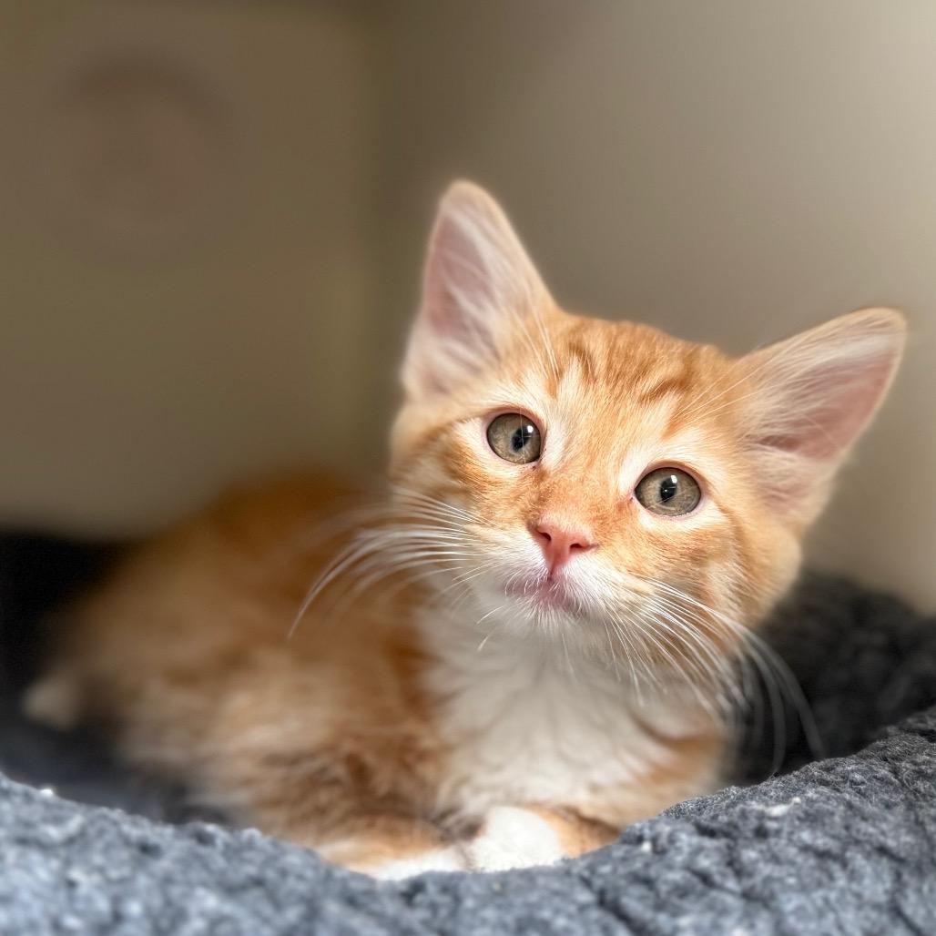 Cheeto