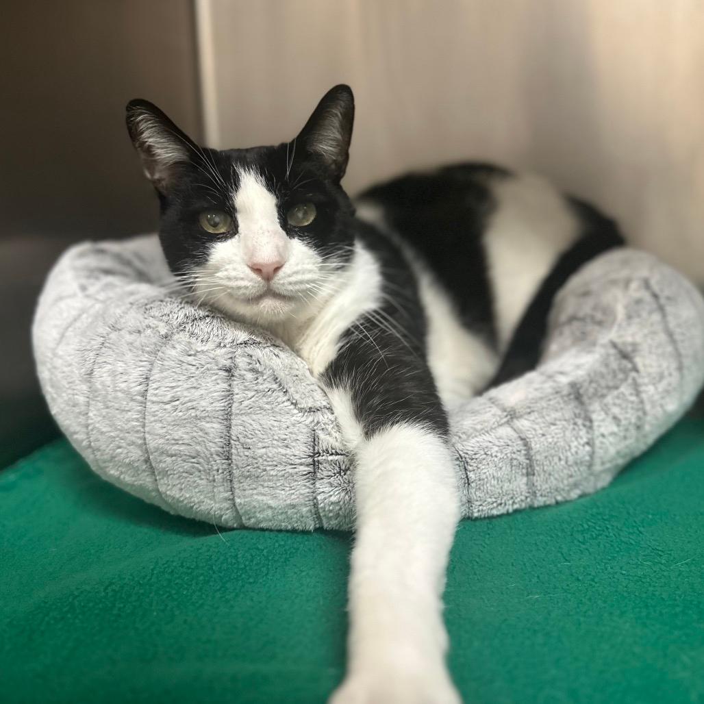 Domino