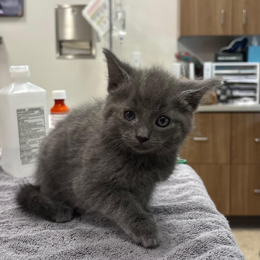 Kiki