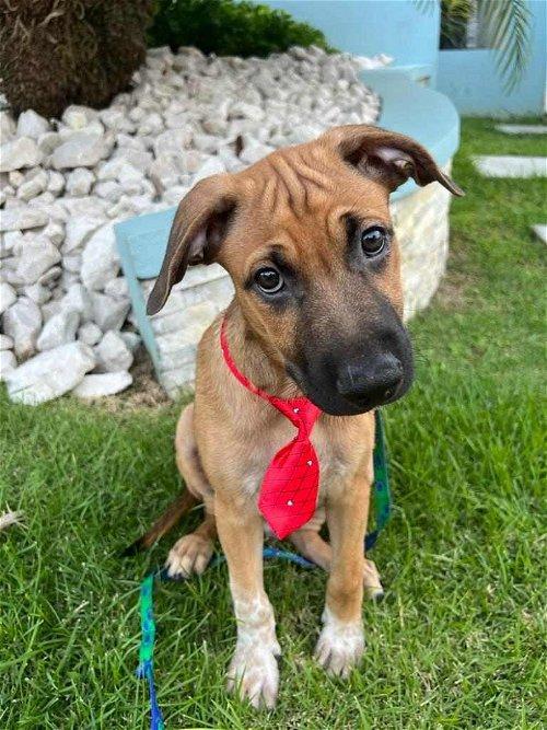 Adoptable Dogs & Puppies in Clifton, NJ