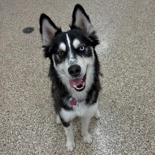 Shasta