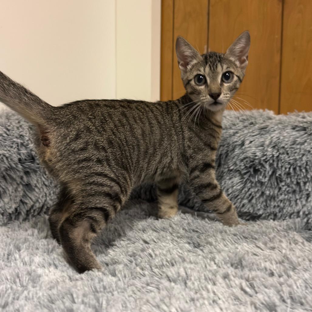 KELLY (bonded w/Mango)