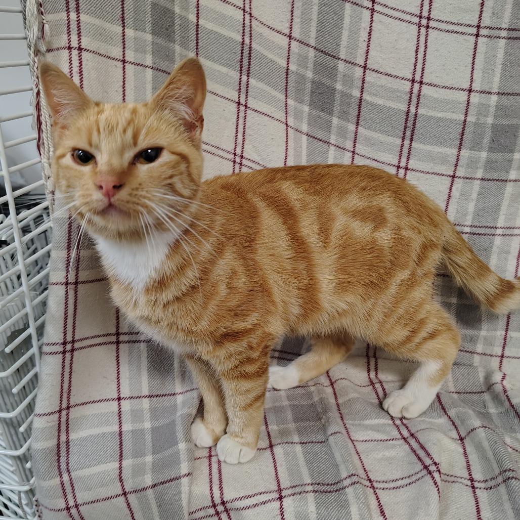 Rosie