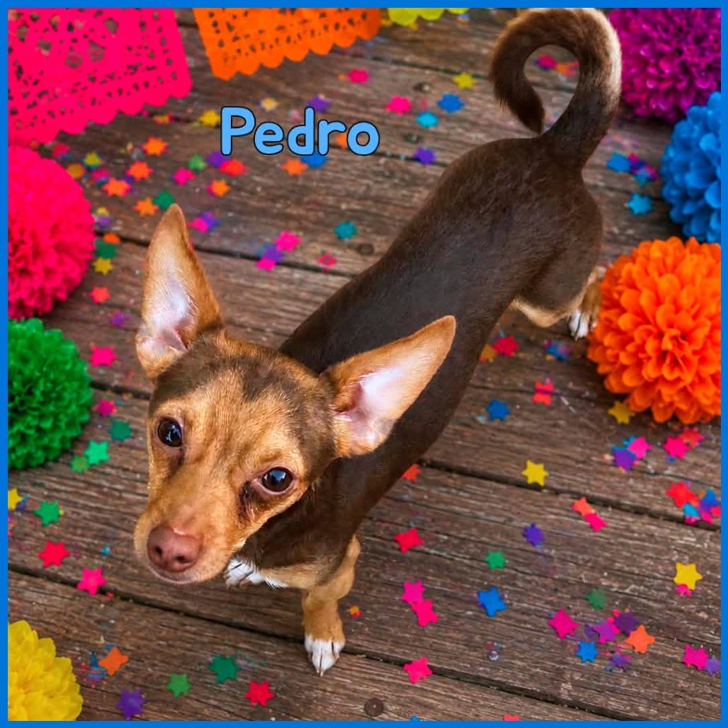 Pedro