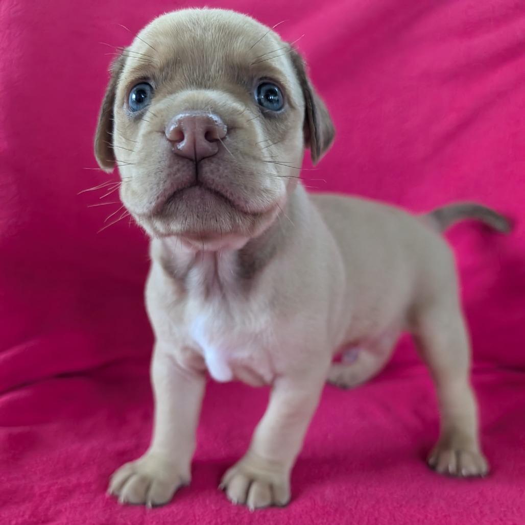 Opie Winston