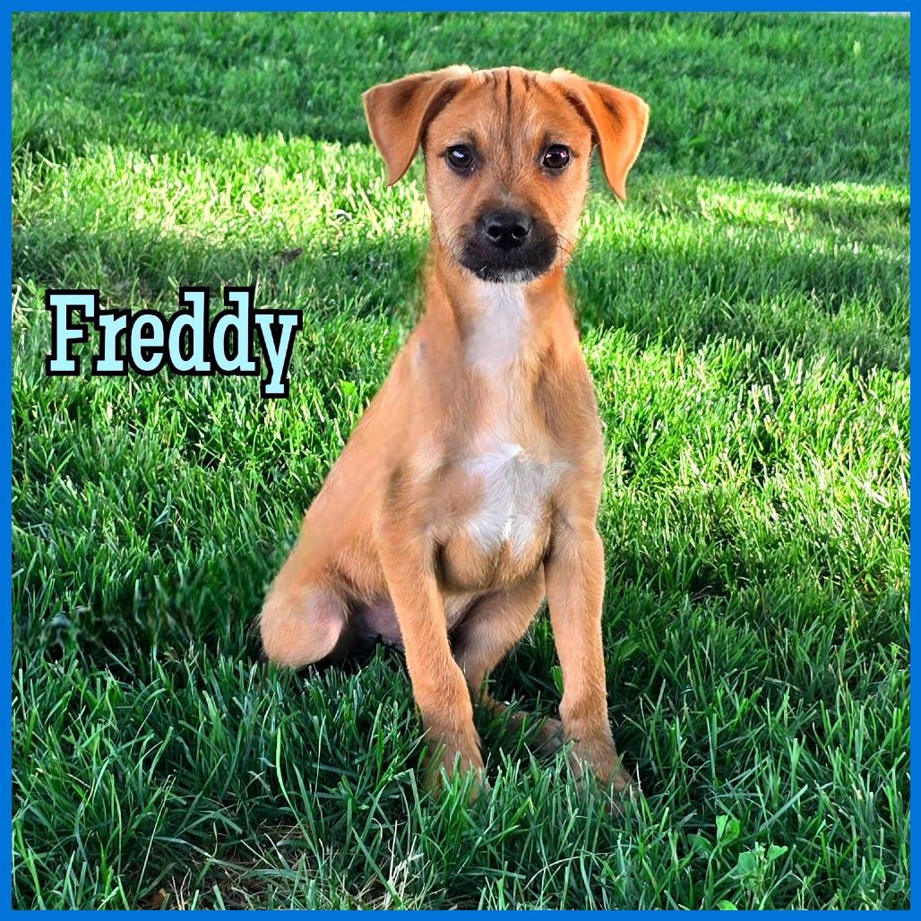 Freddy