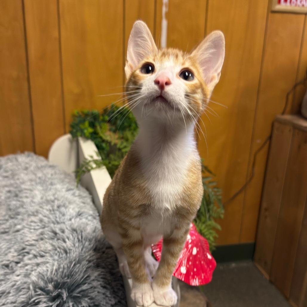 MANGO (bonded w/Kelly)