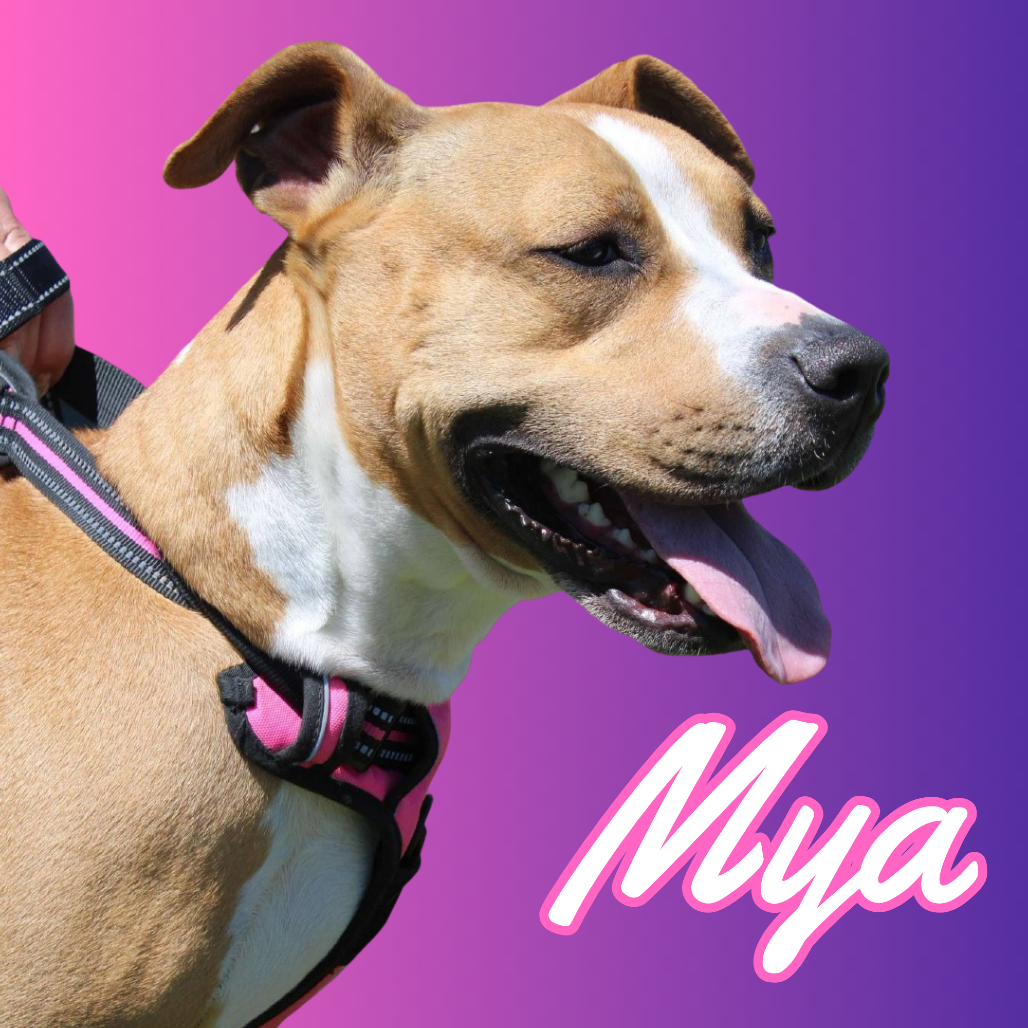 Mya