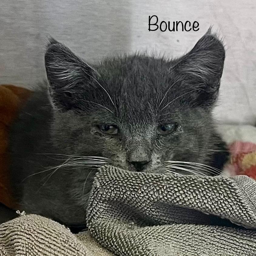 Bounce