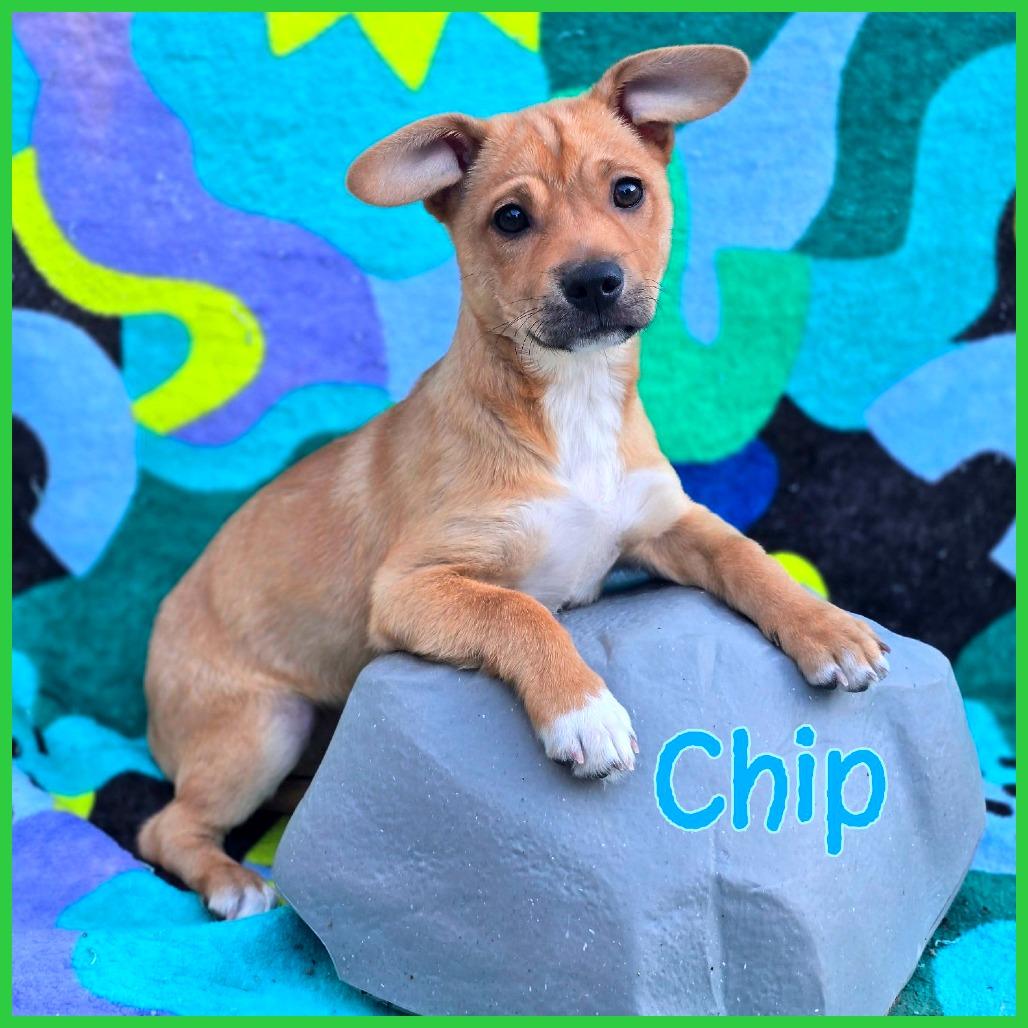 Chip