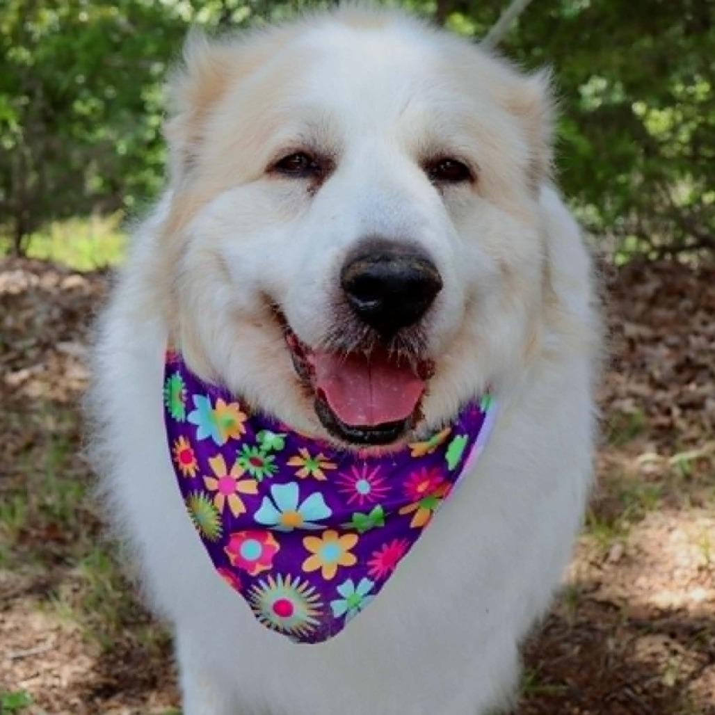Sophie ( formerly Maggie Moo)
