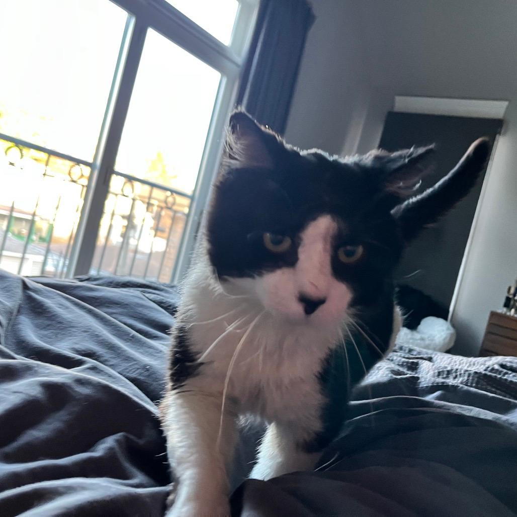 Murray (Ferdinand)