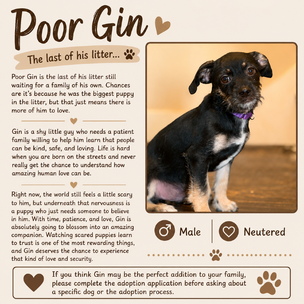 Gin
