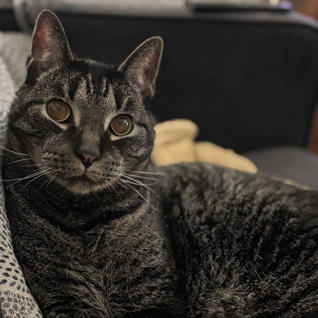 Dallas - IN FOSTER