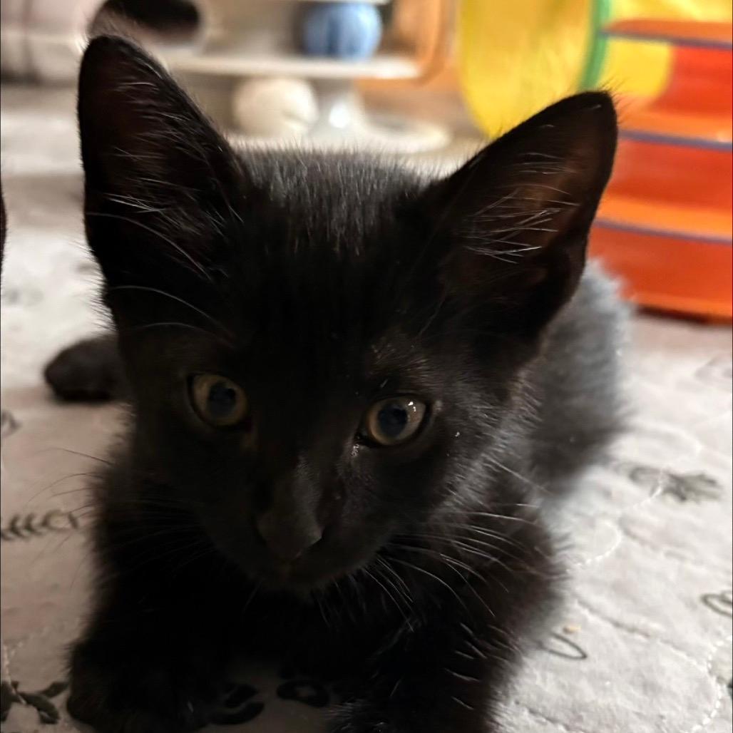 Feta