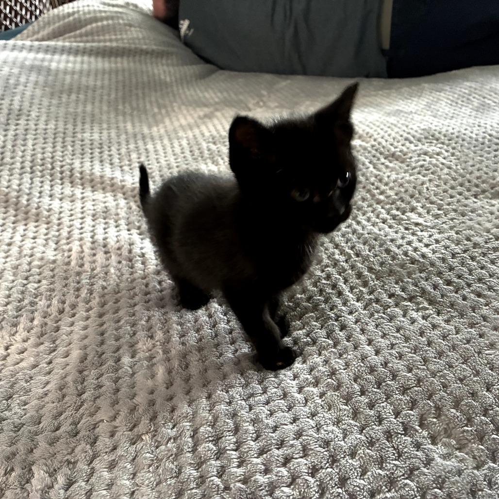Tiny Timmi