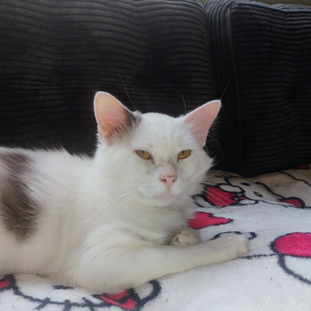 Casper 