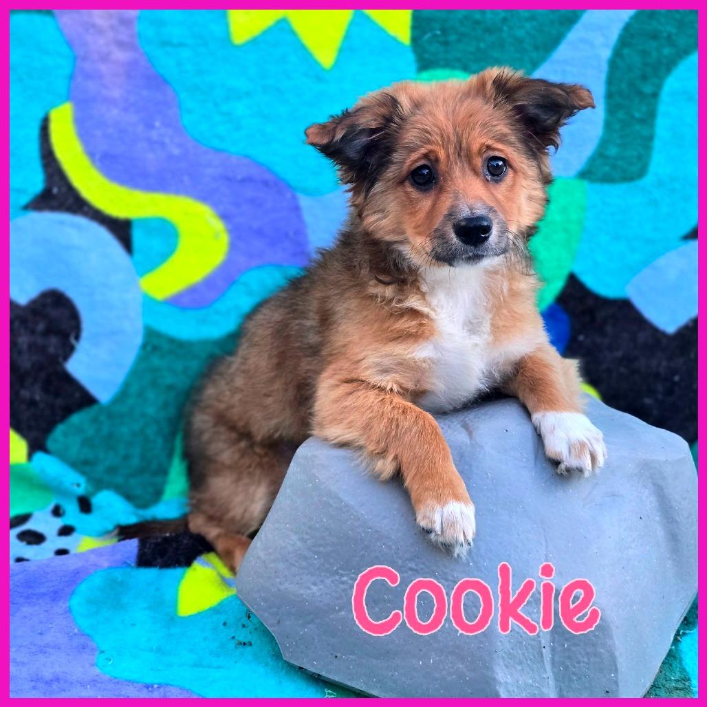 Cookie