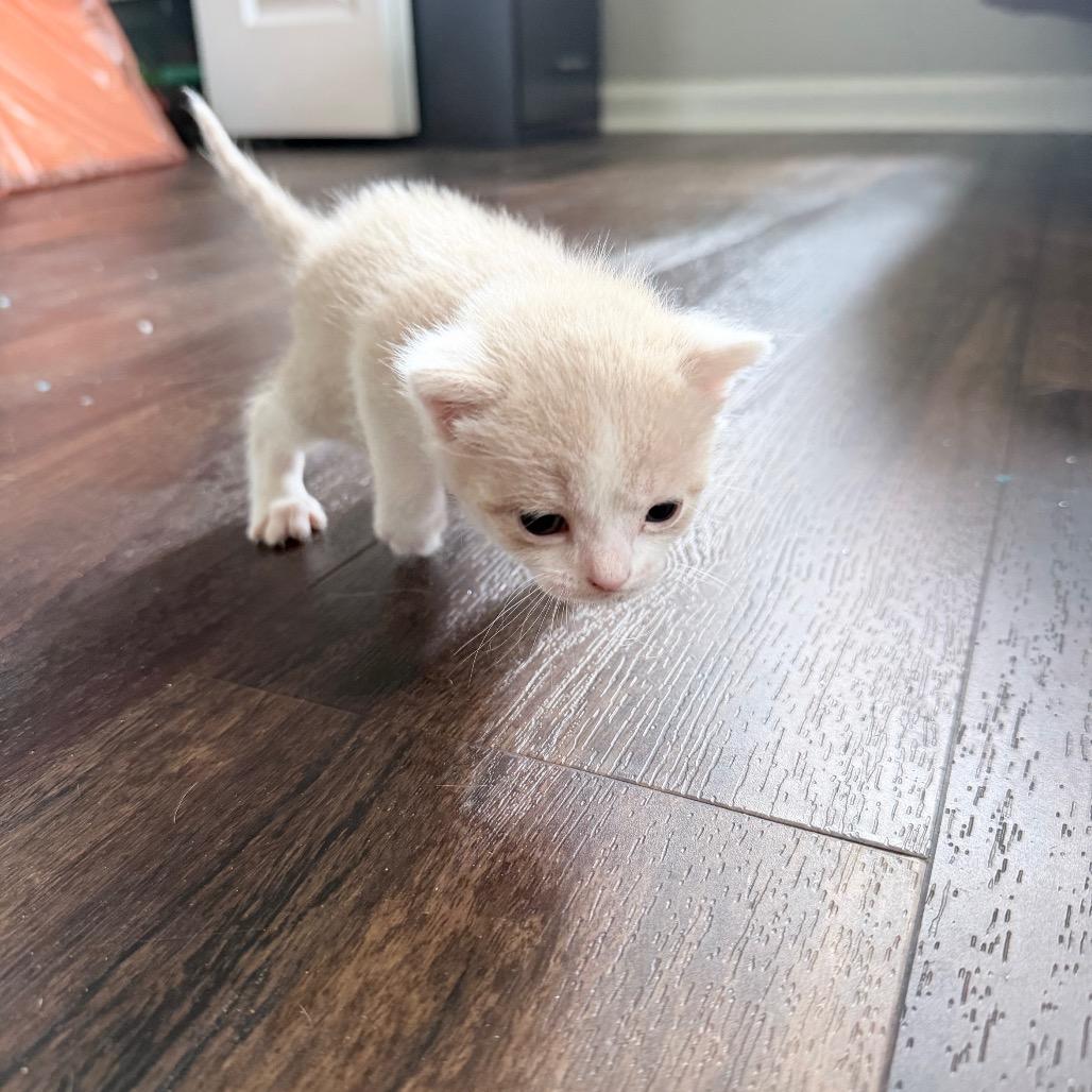 Linus