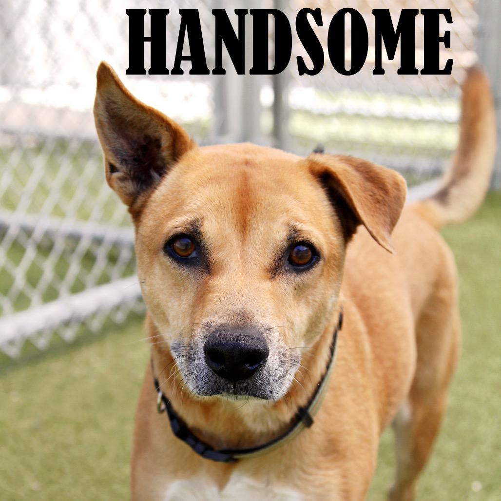 Handsome 
