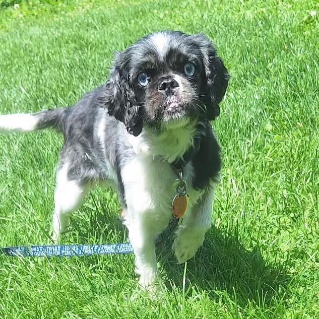Loki