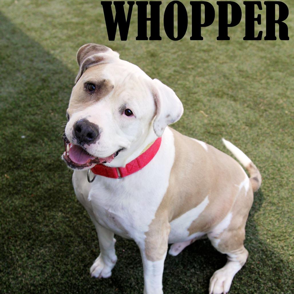 Whopper
