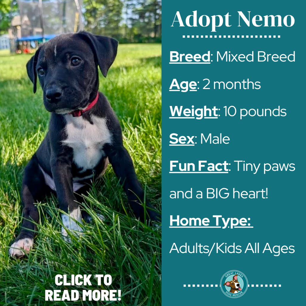 Nemo
