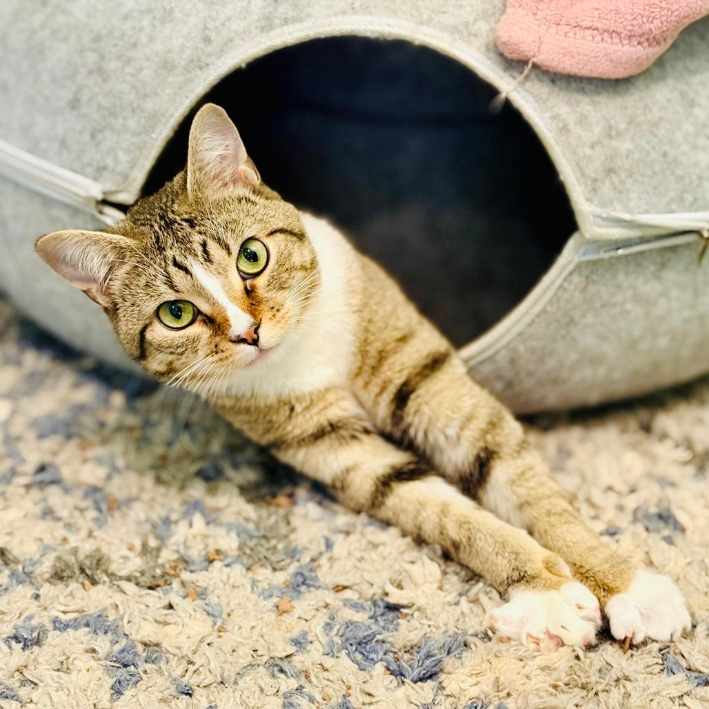 Digit (adoptable with Chi Chi) ** Cerebellar Hypoplasia**