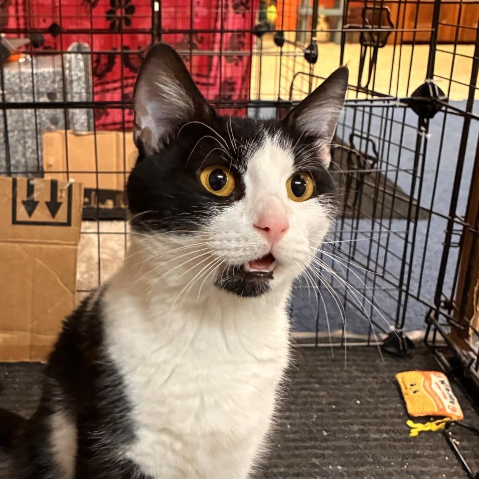 Delilah - IN FOSTER