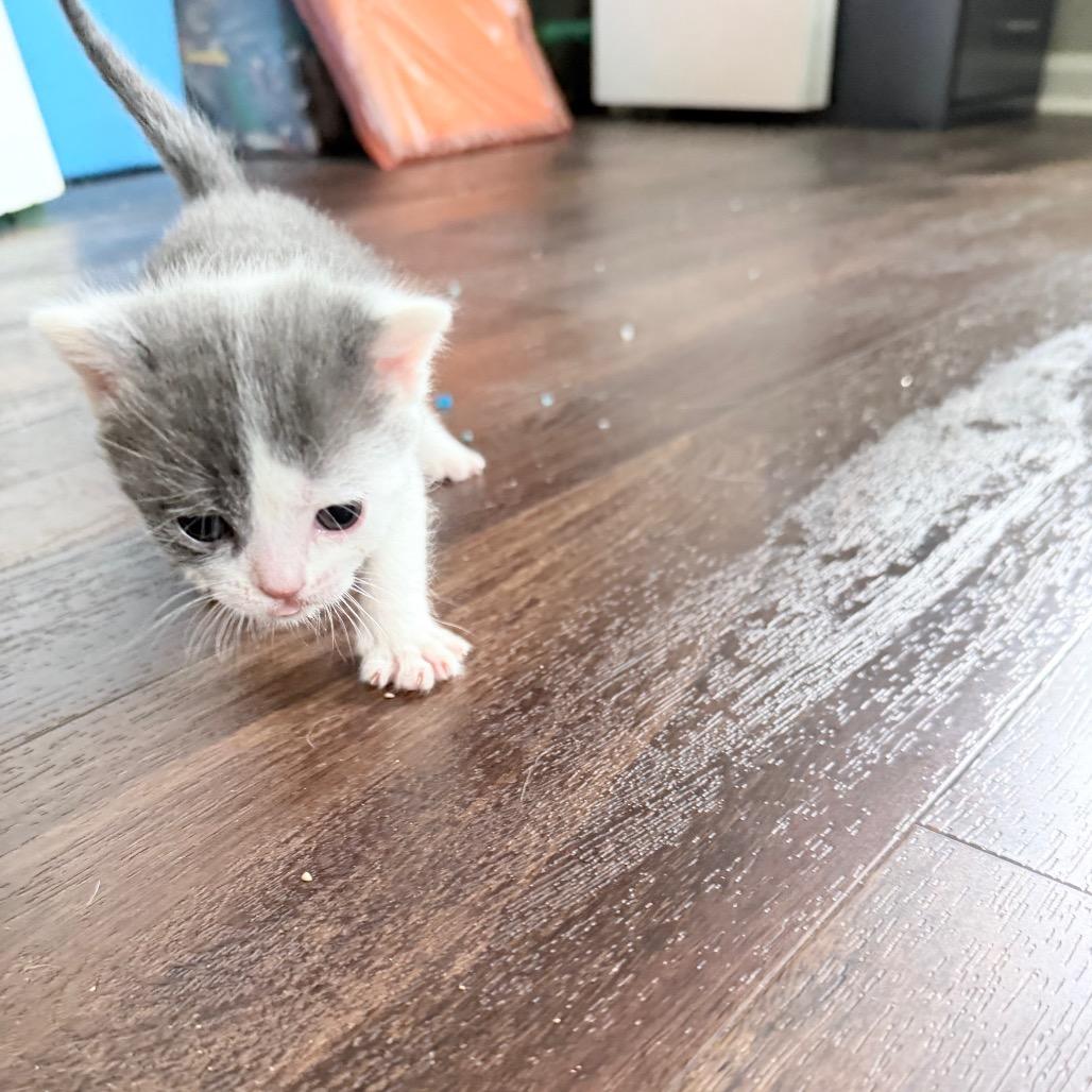 Frankie