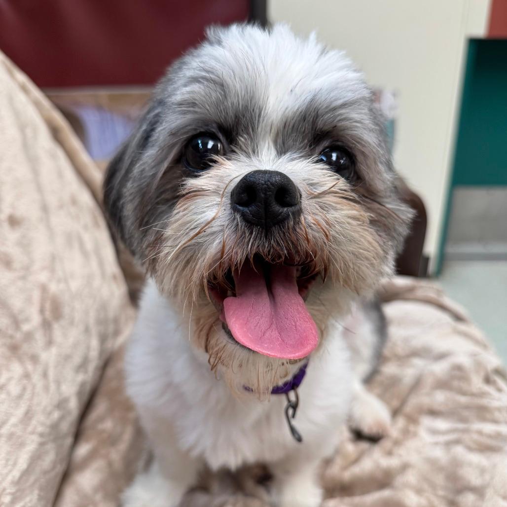 Mia $199 - *In Foster*