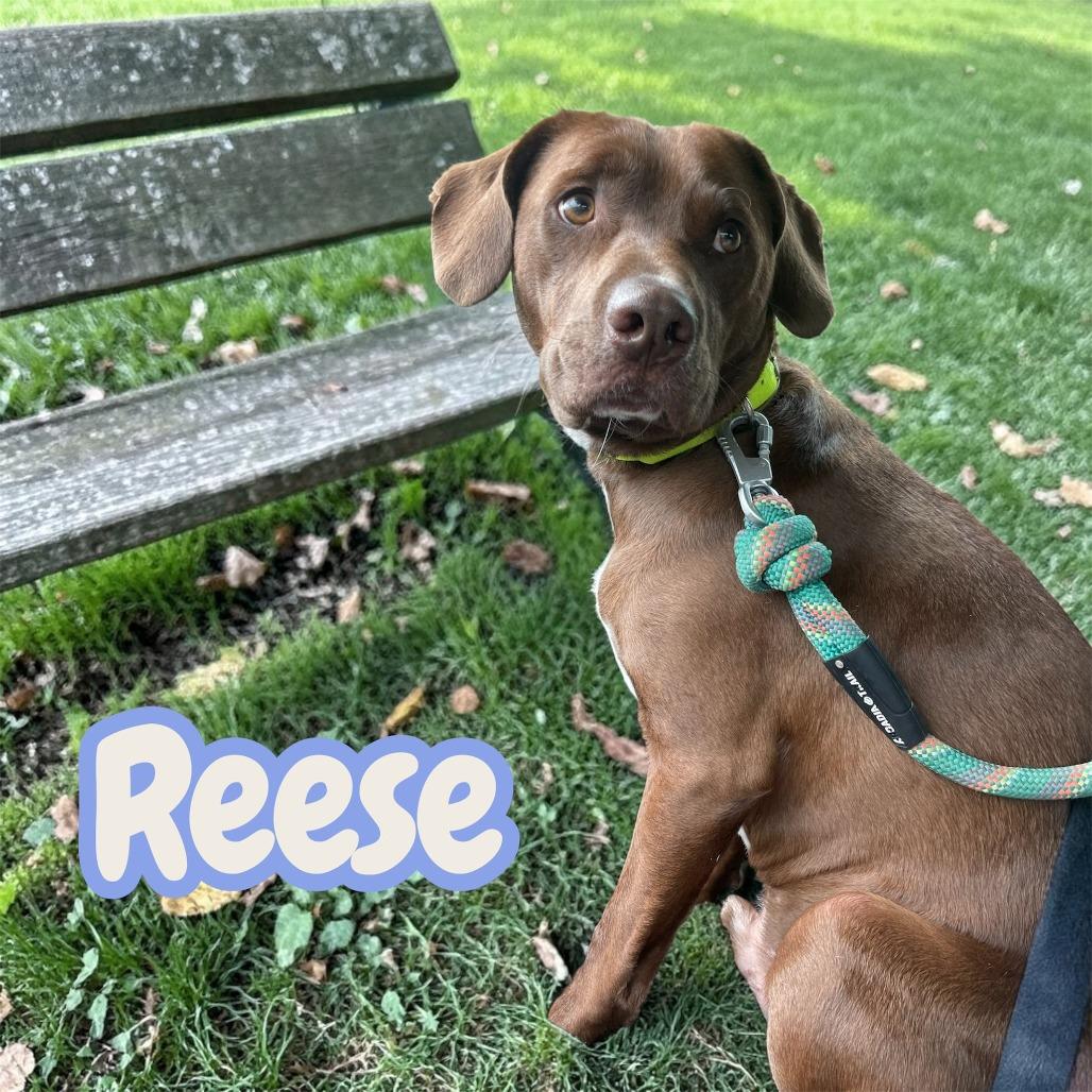 Reese
