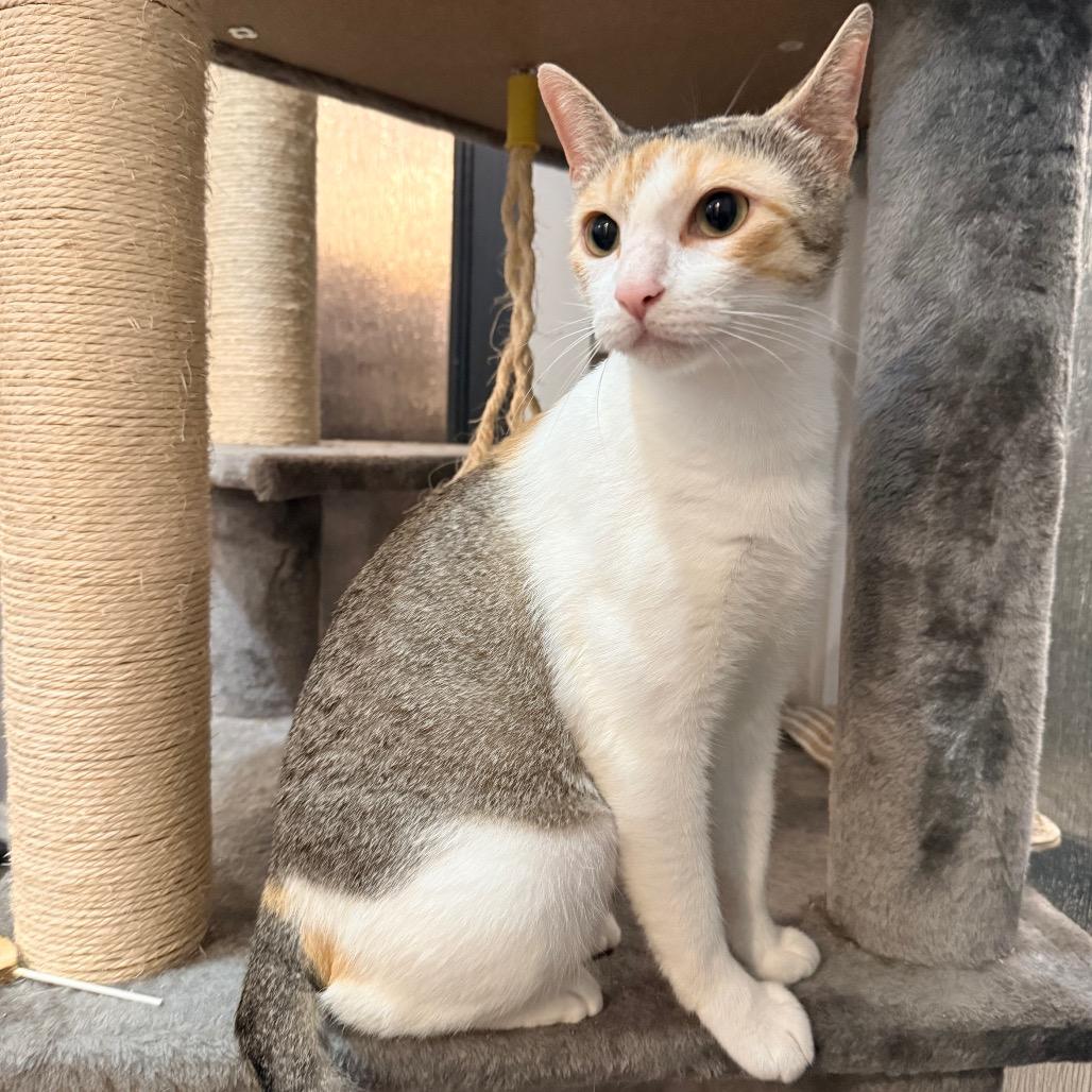Cleocatra