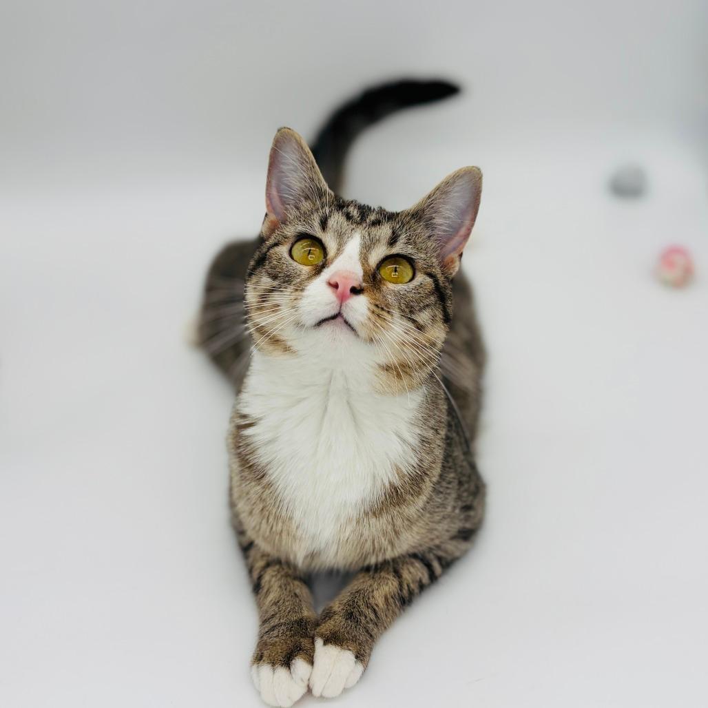 Chi Chi (adoptable with Digit) ** Cerebellar Hypoplasia**