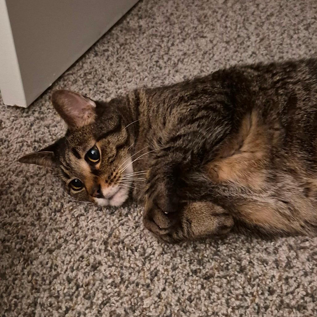 Pretty Kitty