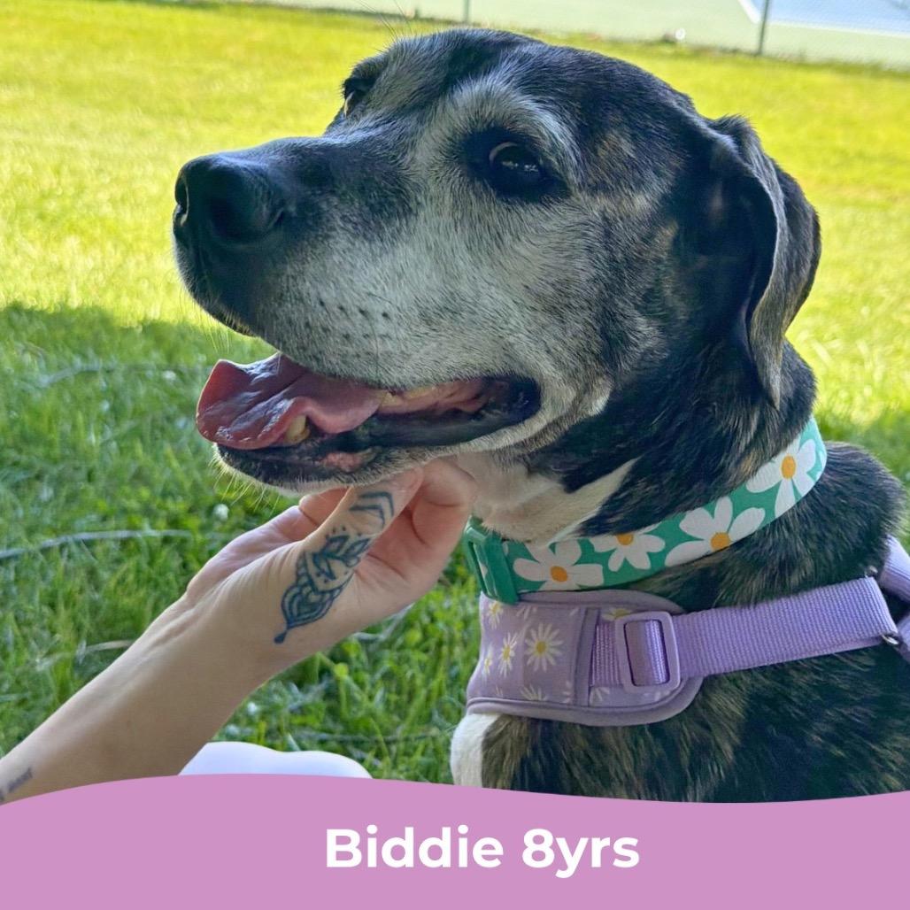 Biddie