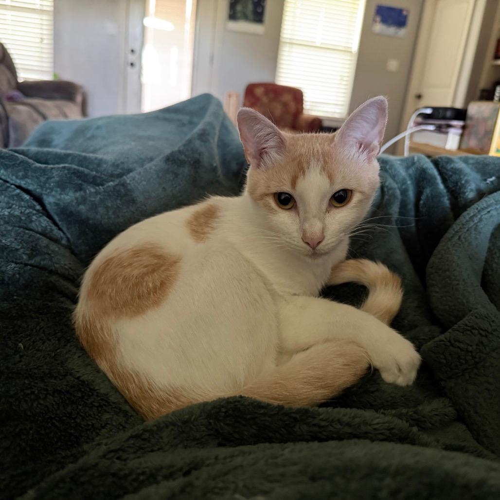 Yzma