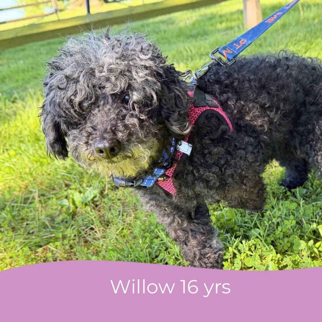 Willow (Whoopie)