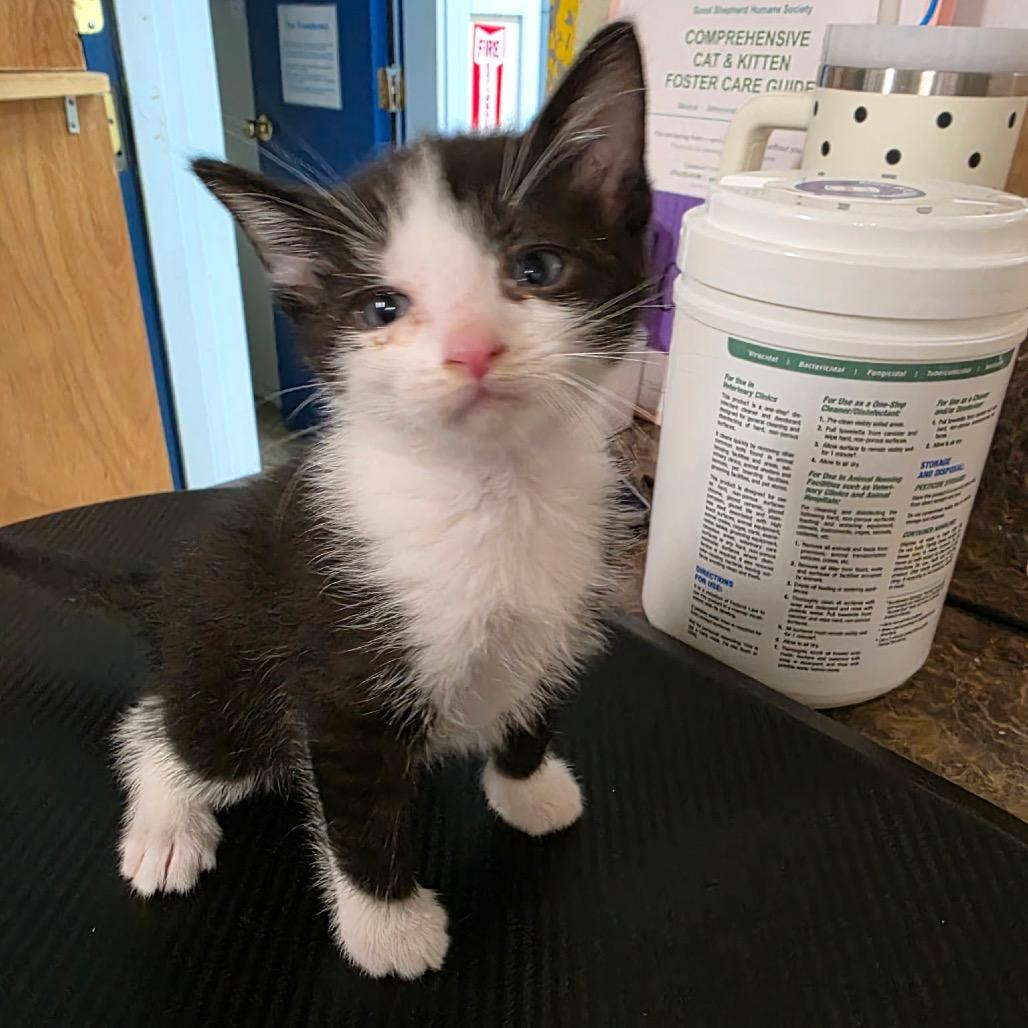 Kanga