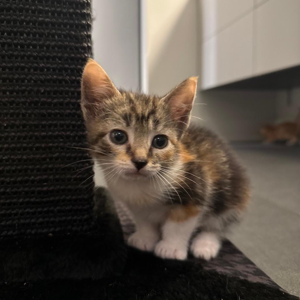 Ellie