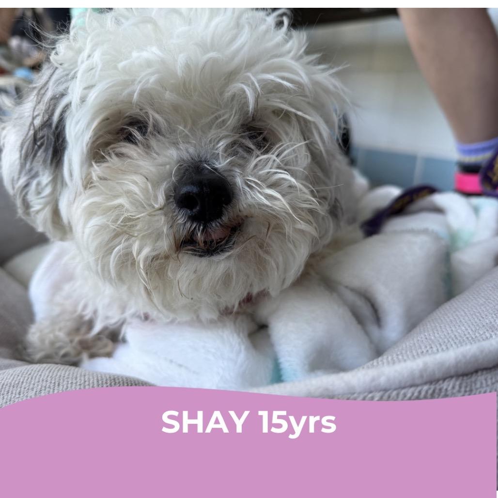 Shay