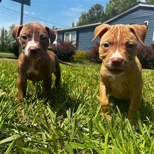 Adoptable Dogs & Puppies in Fort Mill, SC