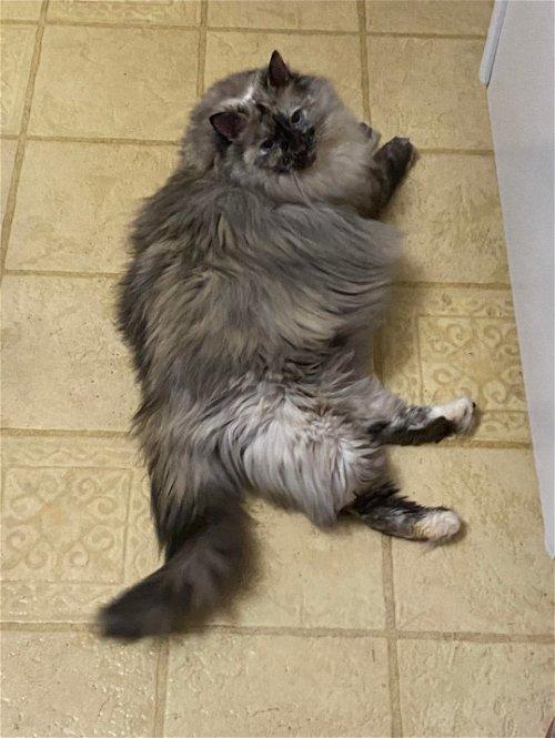 Adoptable Himalayan Cats