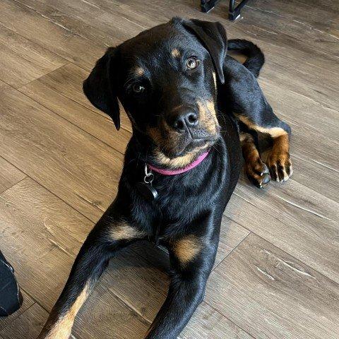 Adoptable Rottweiler Dogs | Chewy.com