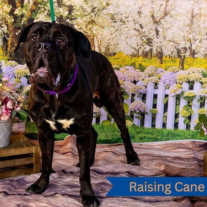 Raising Cane