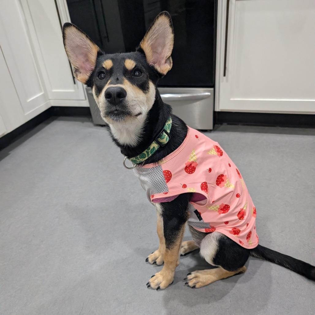 Princess $300 *Diabetic Puppy*