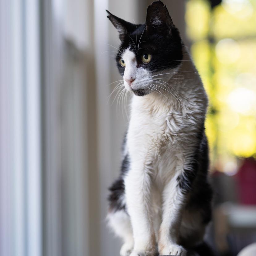 Sox
