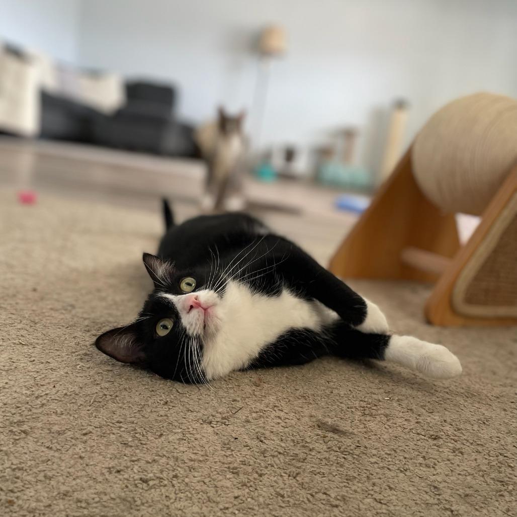 Oreo