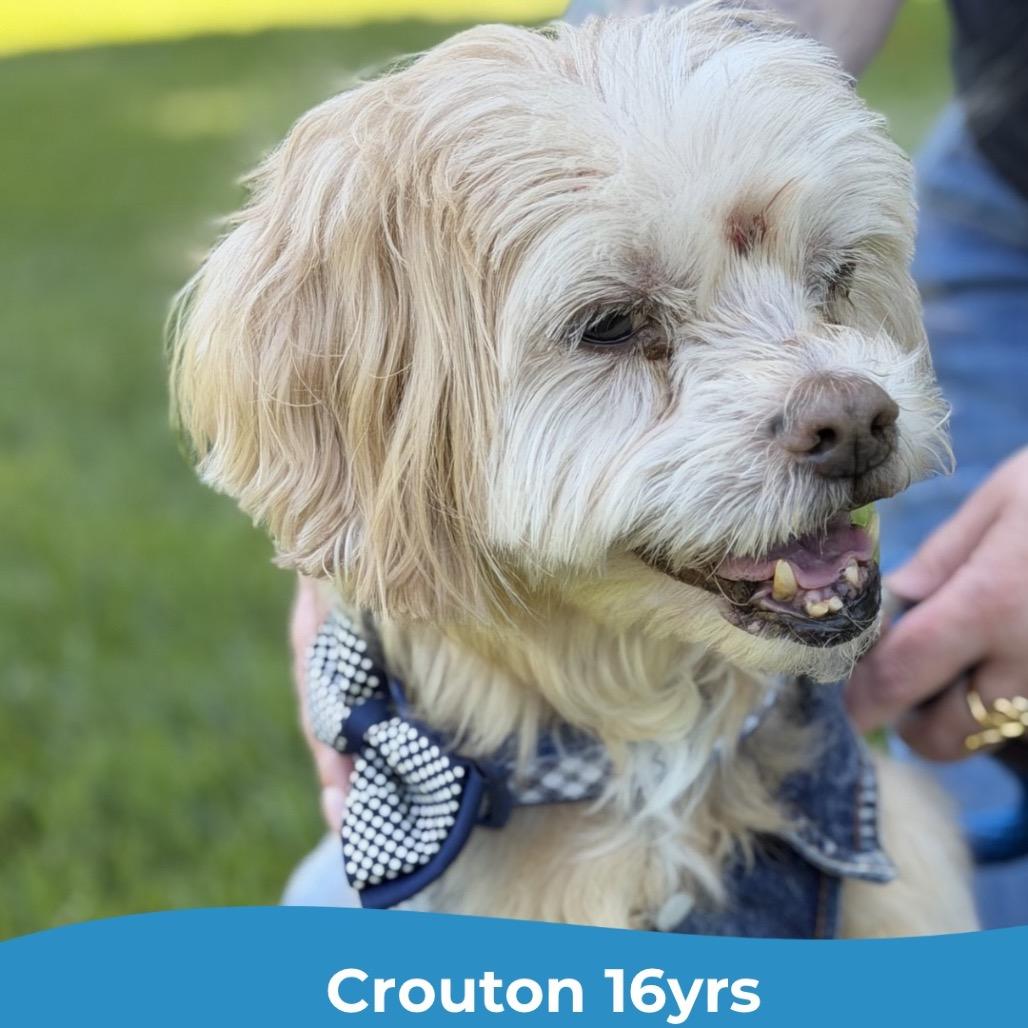 Crouton (Jelani)