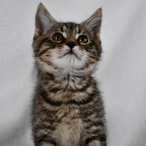 Jack